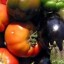 amap-legumes
