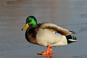 canard