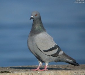 pigeon