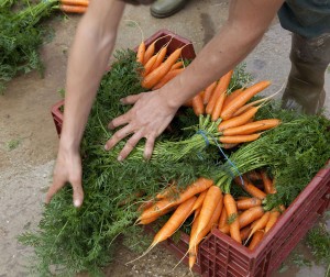 amap-carottes-distribution