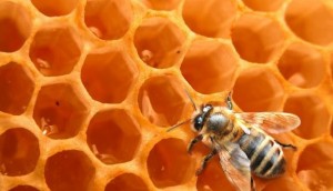 Bio-info-ruche-miel-abeilles_w692_h397_r4_q90