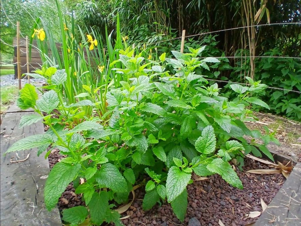 phytoépuration avec filtre planté vertical ou horizontal