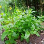 phytoépuration avec filtre planté vertical ou horizontal